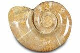 Jurassic Ammonite (Hemilytoceras) Fossil - Madagascar #283456-1